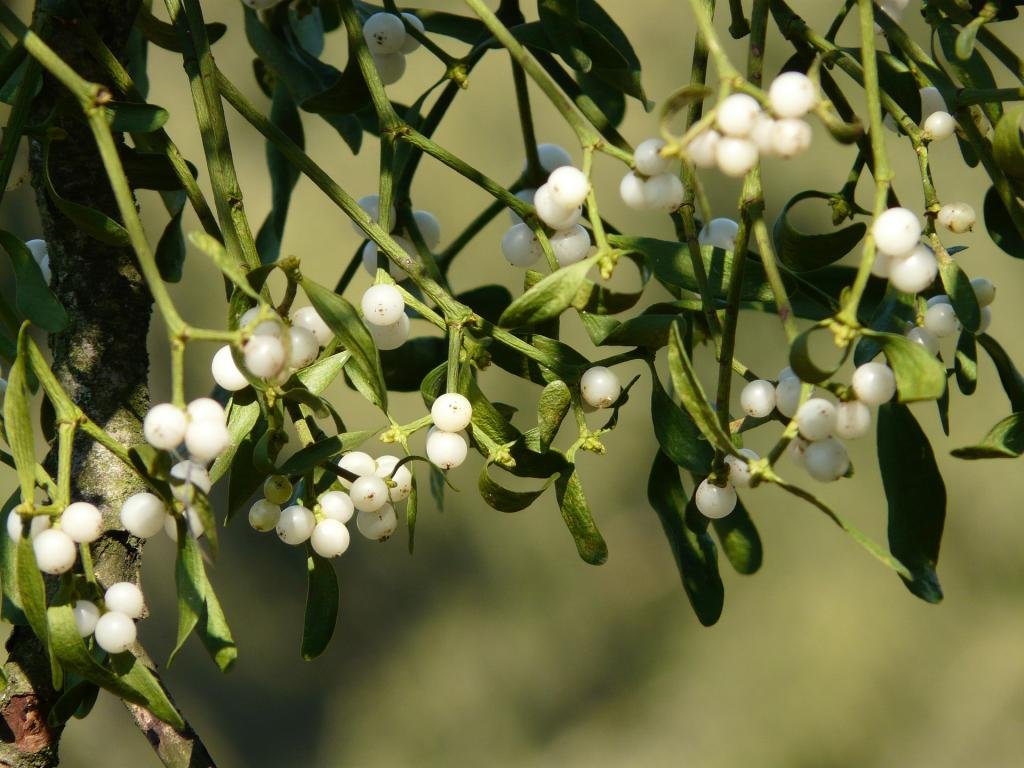 Underneath the Mistletoe Marble caterpillar, kiss by candlelight! These old orchard specialists thrive on mistletoe parasitising apple! They're rare Biodiversity Action Plan species. The adults (16-18mm wingspan) are thought to deliberately resemble bird poop for camouflage!