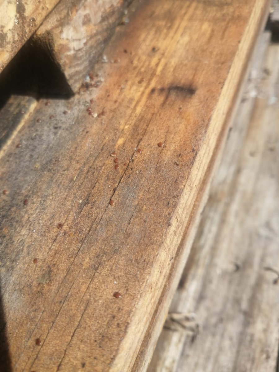 Apicultores zacatecanos, recuerden hacer a tiempo el control de varroa, es periodo de tratamientos de invierno <a href="/Cefopp_Zac/">Cefopp Zacatecas</a> <a href="/Secampo_Zac/">Secretaría del Campo</a>