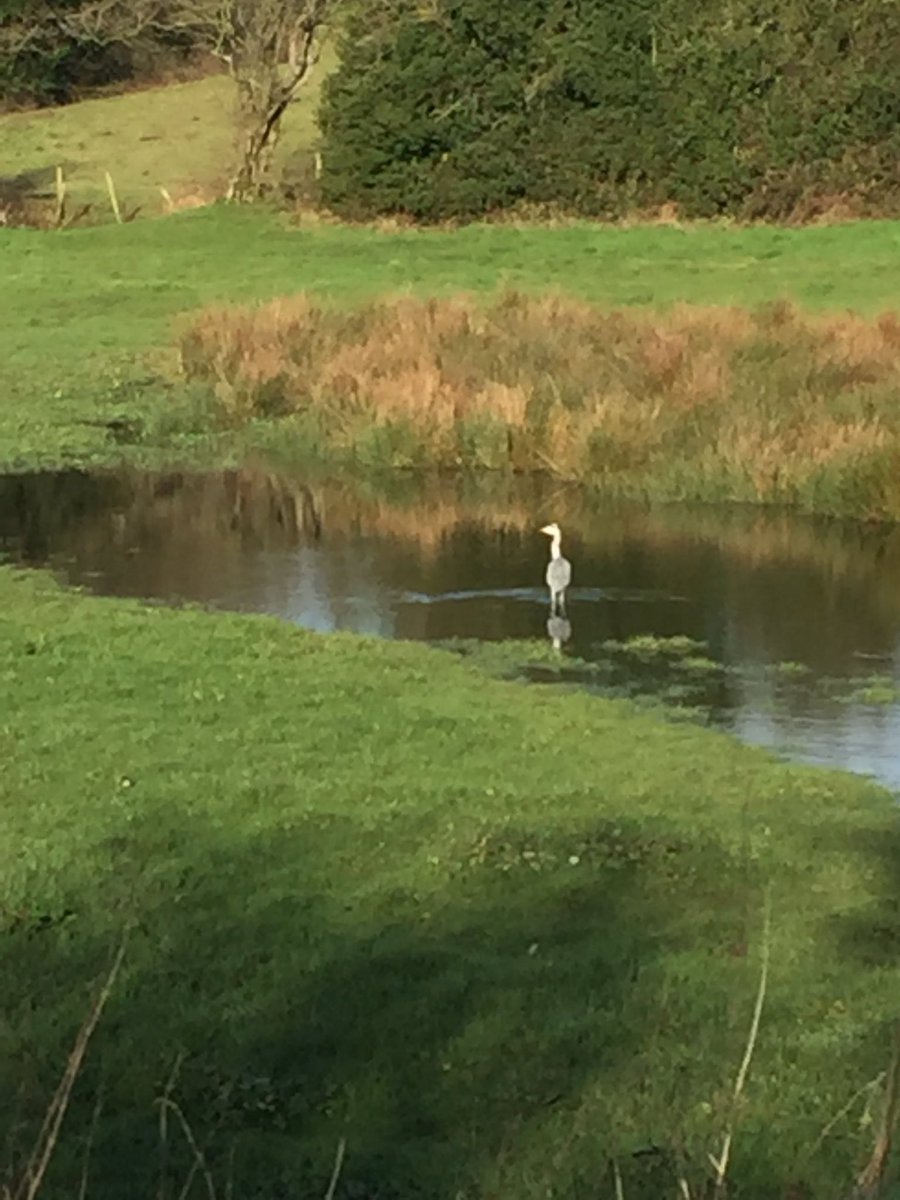 Loved watching the #heron today having a root around the flooded field for goodies, doubt there’s any fish in there though ....