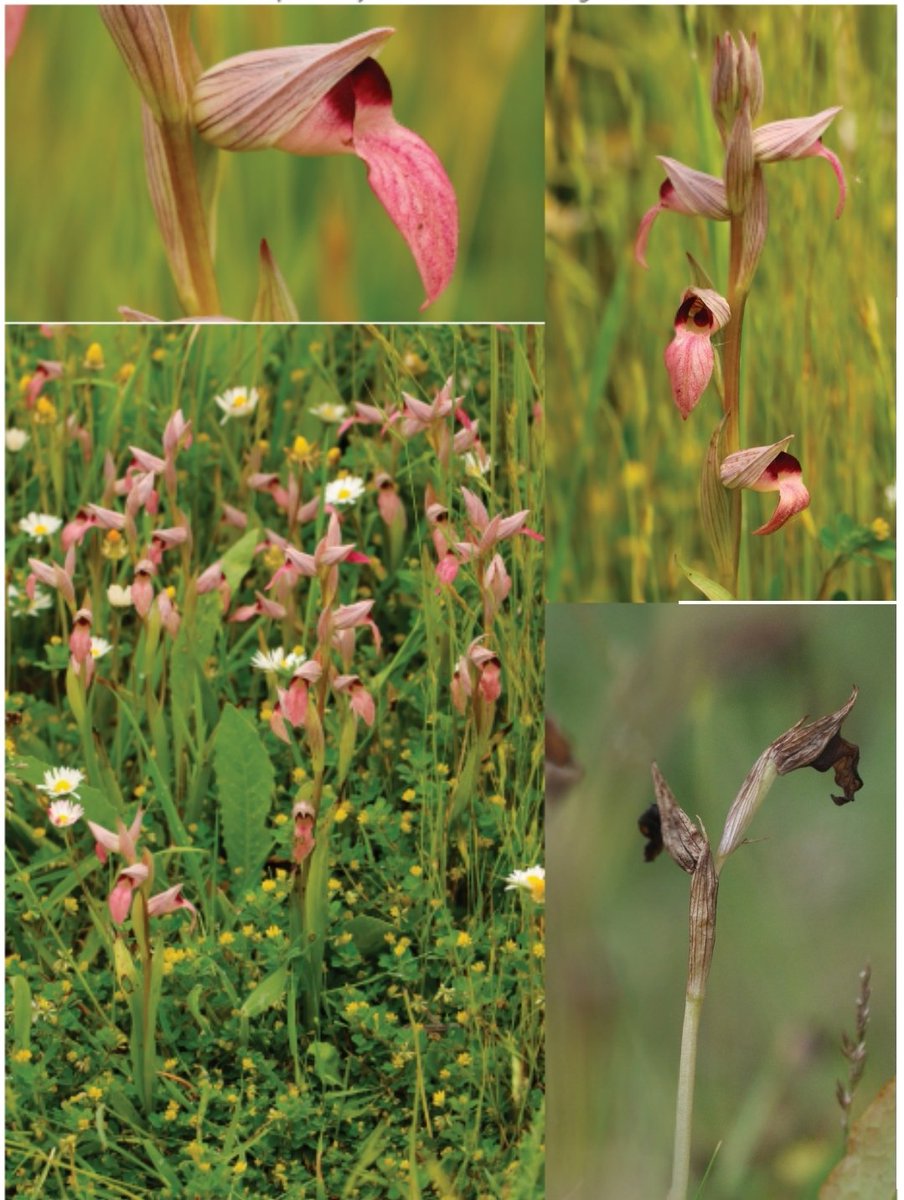 Please take time to object to this planning application to build 221 houses on Britain's only site for Greater Tongue Orchid, as well as 600 Green-winged and several other species.
Please retweet and share, instead of just liking 😃😃😃
colchester.gov.uk/wampd/?id=2026…