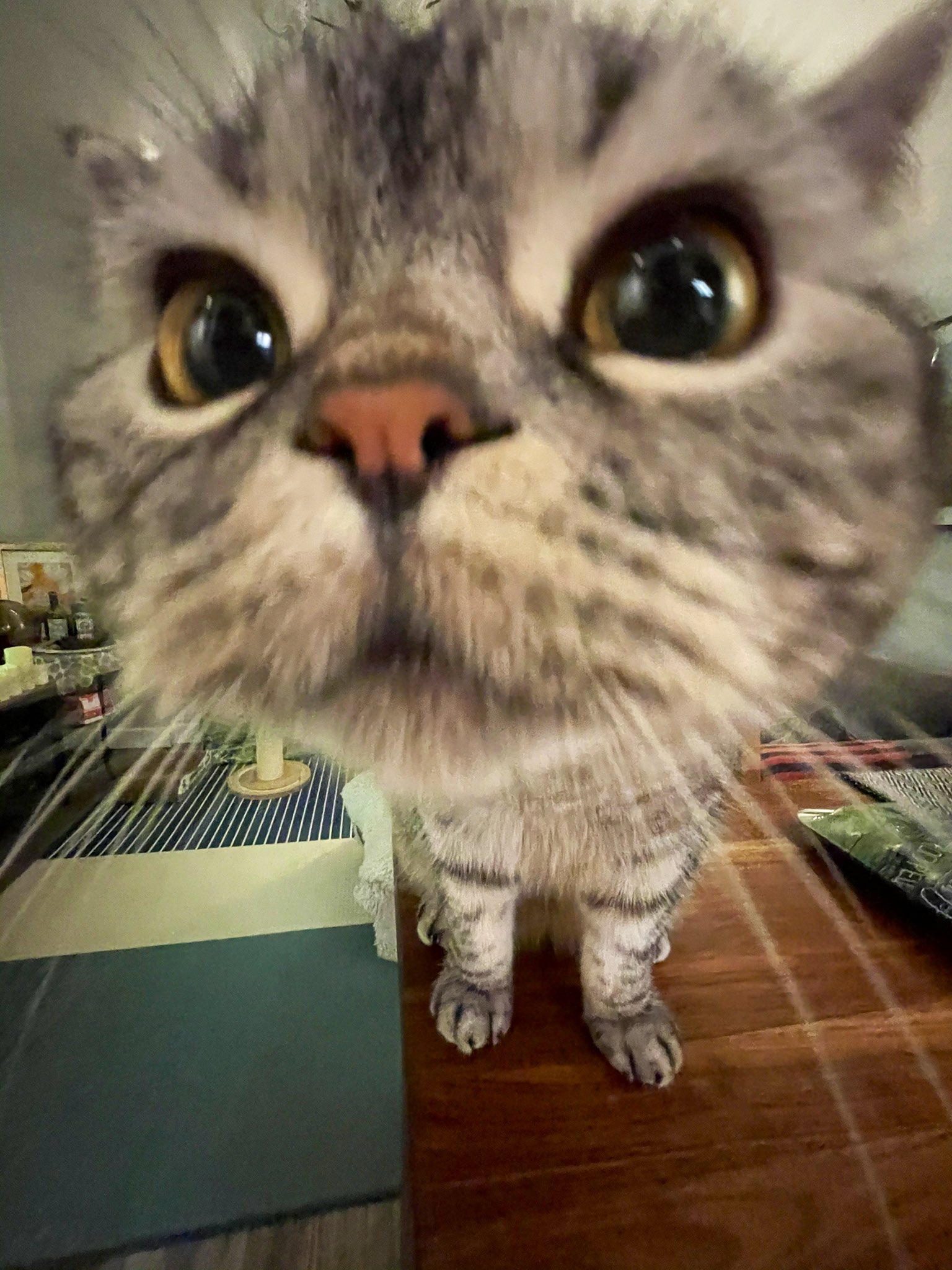 Дратути кот