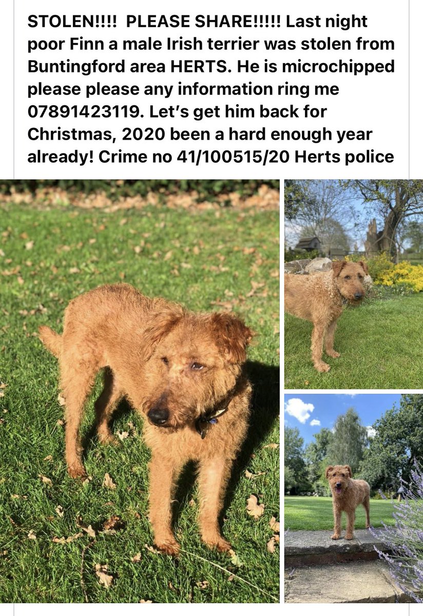 Please please share as our friends dog was stolen from Hertfordshire last night and we really want him home 🐾
Let’s use the power of social media to find Finn 🐾

#FabulousFinn #FinnsLawPart2 #FinnsLaw #dogtheft