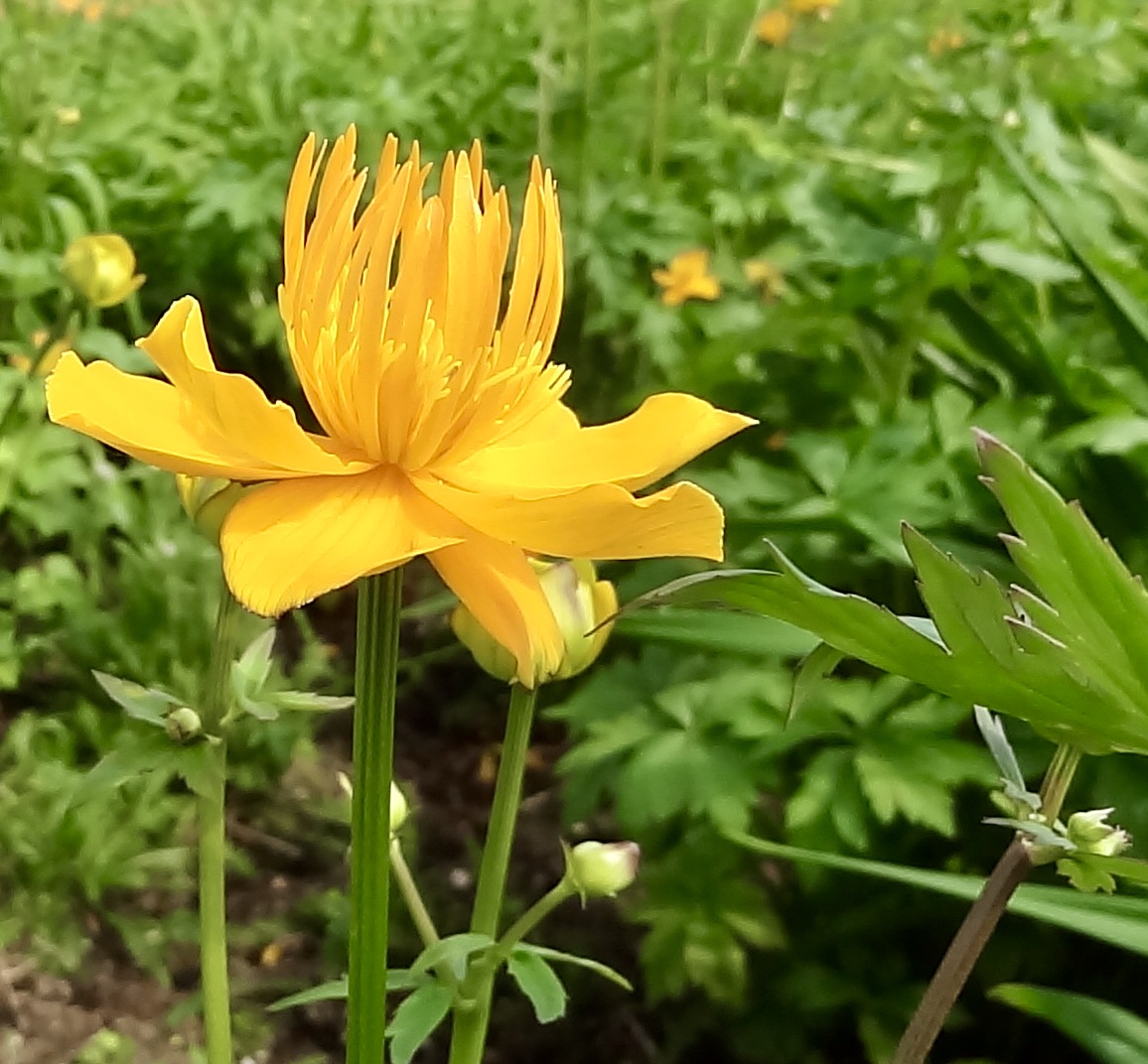 BdenBieman's tweet image. Een zonnig  gekleurde bloem doet je goed in deze donkere dagen voor Kerst!