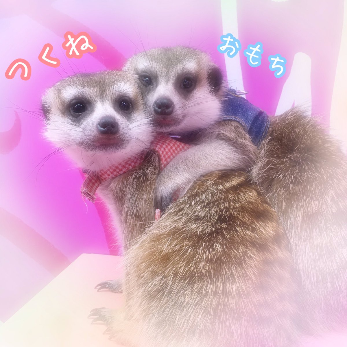 AMHYM's tweet photo. 今朝『めざましテレビ』7時台にミーアキャットのつくねちゃんが出演してた📺
以前、璃依子が抱っこしてた"つくねちゃん"とおなじコかな?(*゚∀゚*)
カピバラもかわいくて癒された~(*´∀`*)
#めざましテレビ #つくねちゃん
#原宿かわいい動物園
#ミーアキャット #LIICO https://t.co/nCZEHf6lJ8