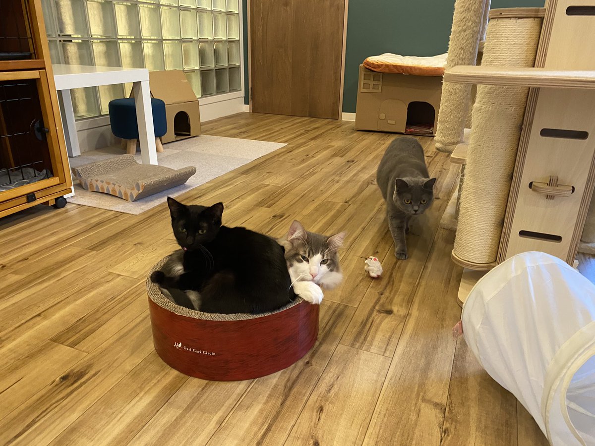 猫カフェ Nyao Nyao على تويتر 本日もご来店ありがとうございました ロメオ大好きなローラさん 今日はロメオの上にドーンっと乗ってました ロメオの不服そうな表情可愛いです Nyaonyaofk 猫カフェ 福岡 天神 ねこ 猫好きさんと繋がりたい T