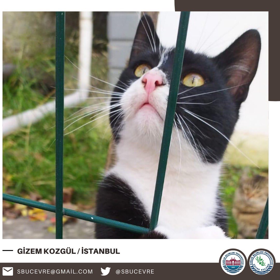 sbuedutr_sks's tweet photo. Hamidiye Hemşirelik Fakültesi ikinci sınıf öğrencileri "Toplumsal Duyarlılık Çalışma" dersi kapsamında @sbucevre kulübümüz ile birlikte  gerçekleştirdiği "Islak Burunlar Tok Karınlar" projesine ait görüntüler. 🐾 

#SağlıkBilimleriÜniversitesi https://t.co/Du1Nv92JwD