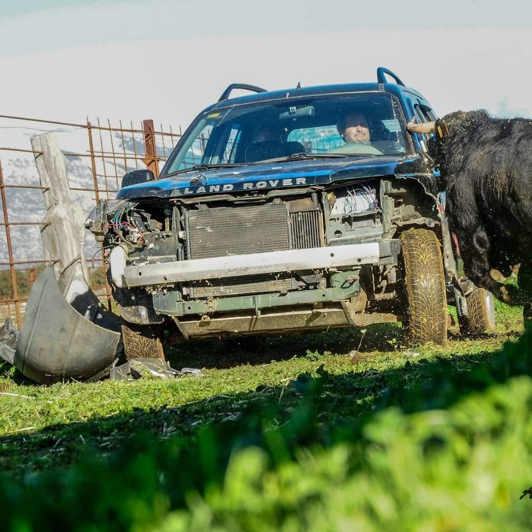 ftorodelidia's tweet photo. 🚫 Dicen los antitaurinos que el toro es un indefenso y pacífico animal que solo embiste al salir a la plaza, al que incluso se le podría tocar y acariciar en el campo.

Pero la única realidad es otra.

📸 Alfredo Arévalo https://t.co/RWa2lsK7jH