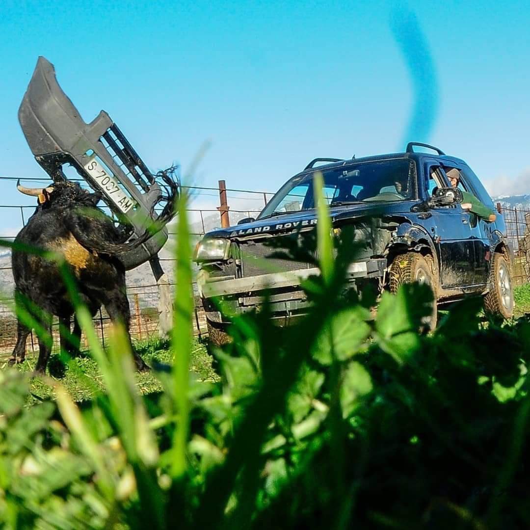 ftorodelidia's tweet photo. 🚫 Dicen los antitaurinos que el toro es un indefenso y pacífico animal que solo embiste al salir a la plaza, al que incluso se le podría tocar y acariciar en el campo.

Pero la única realidad es otra.

📸 Alfredo Arévalo https://t.co/RWa2lsK7jH
