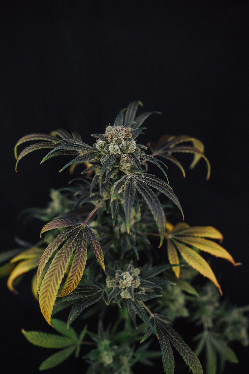 I can’t believe it’s not THC™️ 
The hemp industry never fails to amaze!