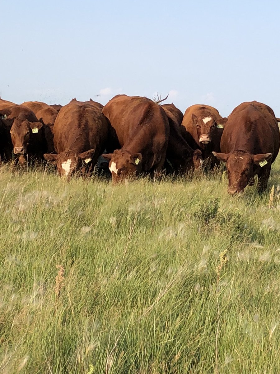 Sale day today, if your looking for some premium F1 Sim/Red Ang X bred heifers bred red angus to low birth weight Blair’s.ag bulls March/April calving. Check them out at Johnstones auction mart in Moosejaw 1:00PM, also online on DLMS