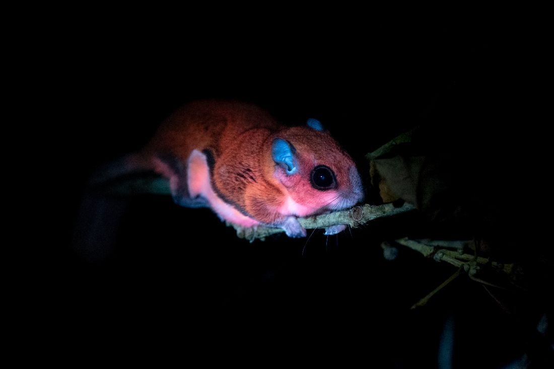 December news from Nebraska Wildlife Rehab (Check out our Glowing Animals!) - mailchi.mp/nebraskawildli…