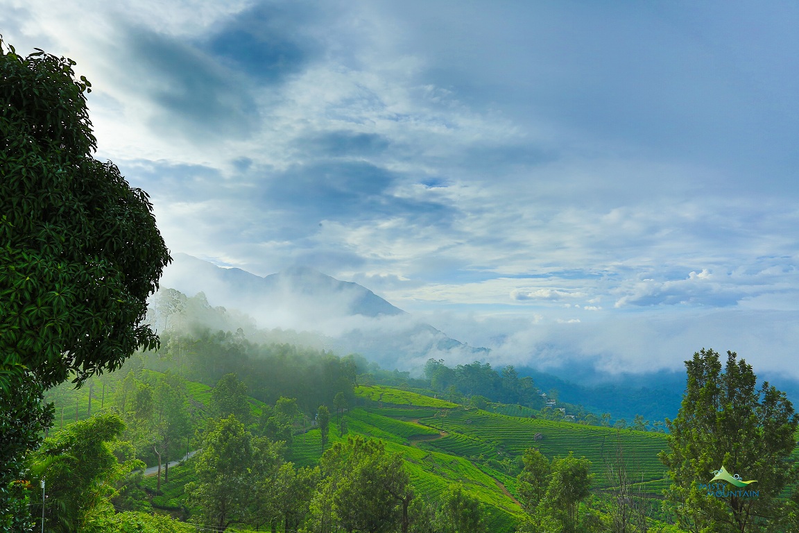 misty_resort's tweet photo. Simply Nature ..sometimes that is all you need !
#munnar #keralatourism #idukki #munnarhills #kerala https://t.co/RzxeUO6cLw