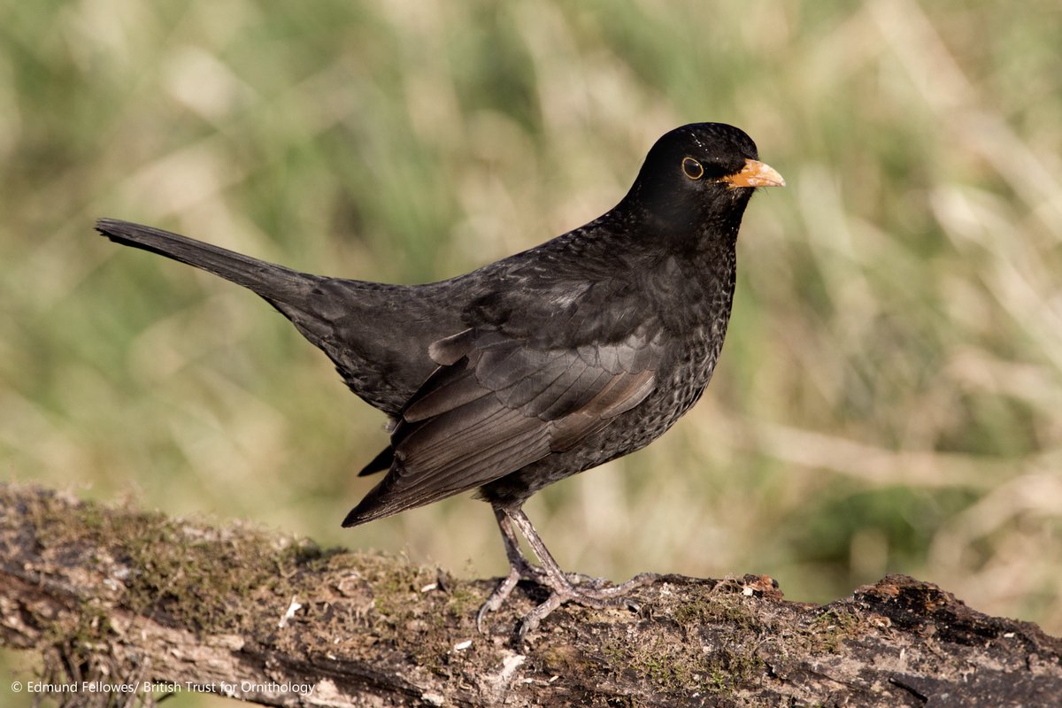 This means many Blackbirds couldn’t find enough food for their chicks during the peak of the breeding season. Fewer chicks means there aren’t enough new birds to replace those lost by predation, meaning the population begins to come down.