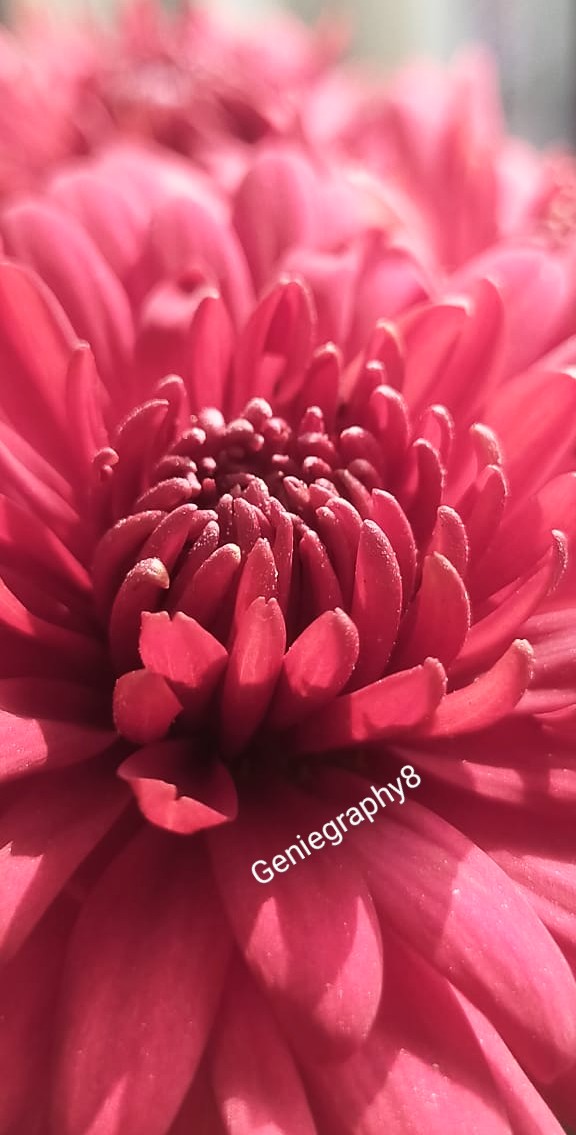 DNA_Frequency's tweet photo. Closing the day with...
#photography #naturelovers #geniegraphy8 https://t.co/uGhPpRmTDK