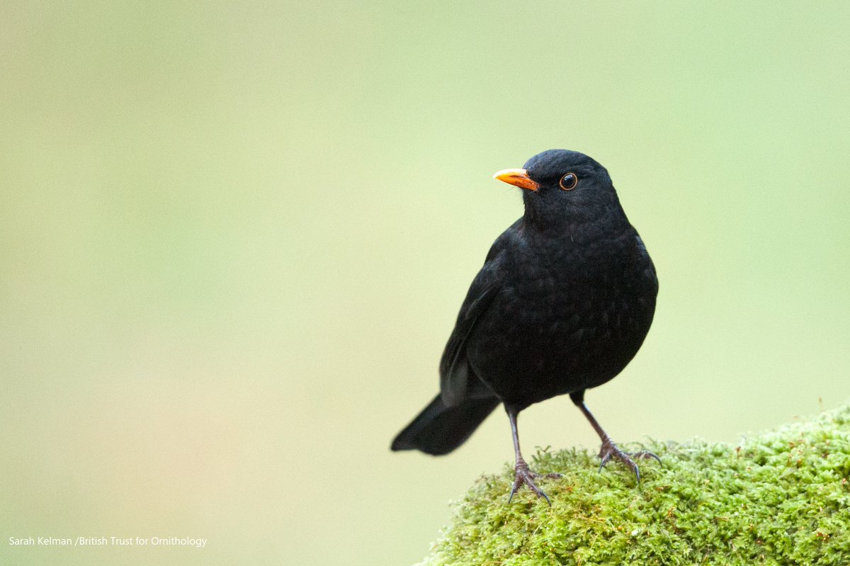 We received many comments back in August and September about an apparent lack of Blackbirds in gardens. This occurred alongside the expected drop, as birds begin to moult they become less confiding and prefer to spend their time in hiding.