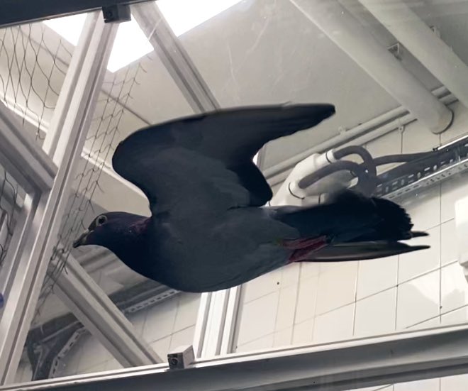 MaddieInglis's tweet photo. Thank you to the organisers of the virtual #WRDTP20 symposium this year! The format has been really user friendly!

Make sure to check out my poster on the biomechanics of bird flight and feel free to ask me about my pigeons! https://t.co/TOkcKZYKrc