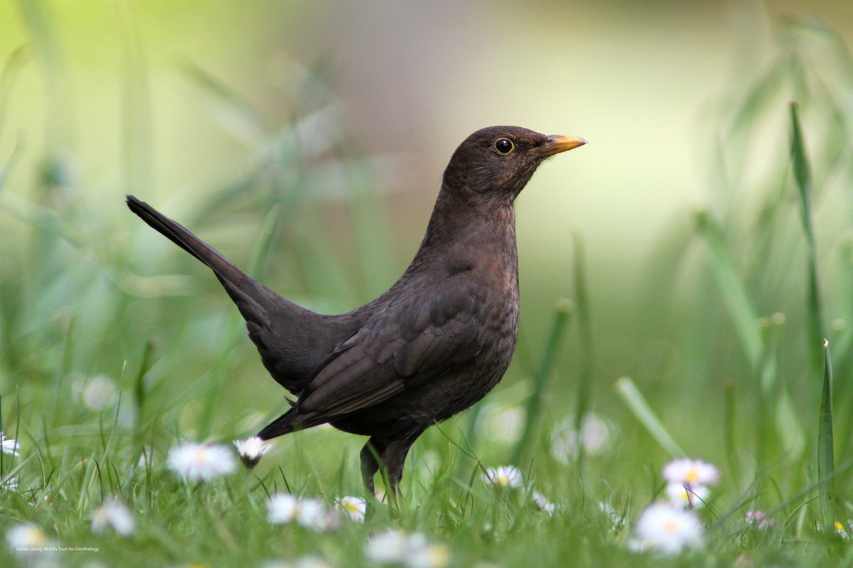 Blackbirds feed their young on soft-bodied invertebrates, such as grubs, larvae and worms. These are largely found by investigating soft ground for these subterranean creatures. In the dry weather, many of these invertebrates dig further into the ground to find moisture.
