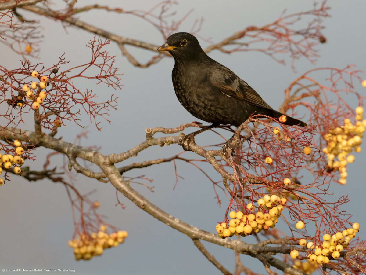 We hope that you have found this thread about Blackbirds interesting! If you would like to find out more about this species, you can do so here:  https://www.bto.org/our-science/projects/gbw/gardens-wildlife/garden-birds/a-z-garden-birds/blackbird?utm_source=twitter.com&utm_medium=referral&utm_campaign=general_promo