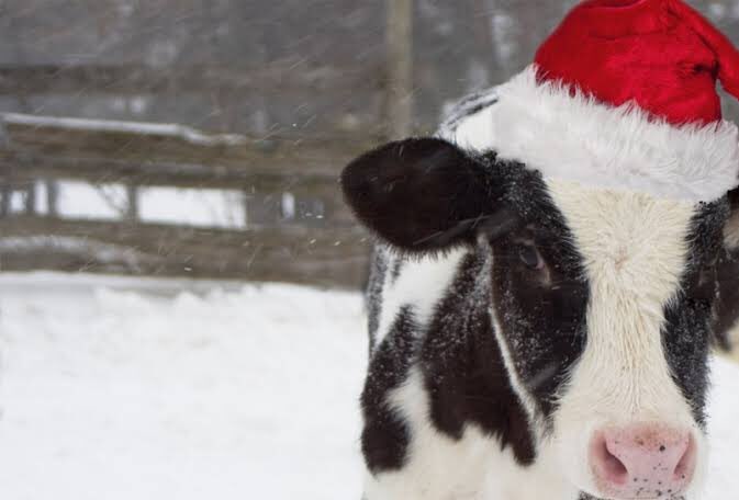 ˚. 🌠่ 🎄: 🐄✨• mooey christmas ⋆｡
➖ํ.: ( *rt❗️) สุ่มแจกเฮดสำเร็จรูป 4 set ・°