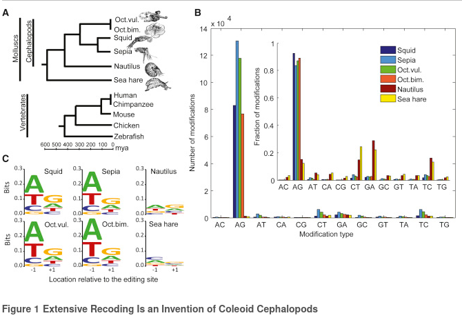 theconnectome's tweet image. Some #cephalopod species are able to directly modify  their own proteomes via high-level RNA editing.

Original journal paper here: cell.com/cell/fulltext/…