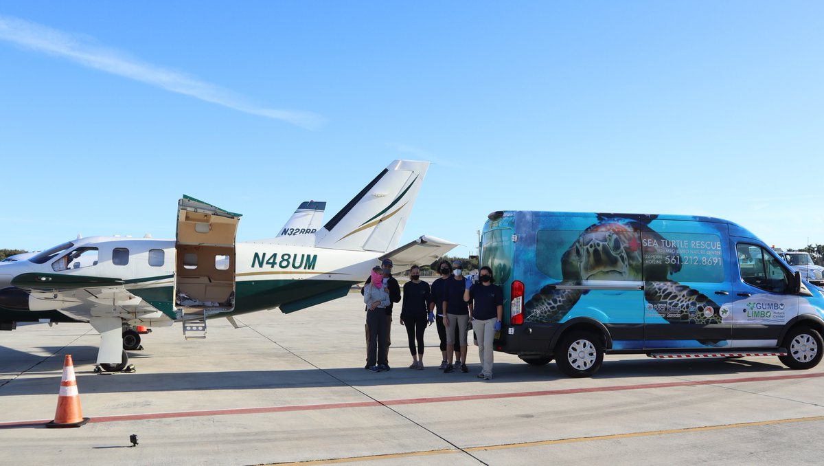 GumboLimboNC's tweet image. Did you know that when temperatures drop along the east coast of the US, the cold weather can actually stun sea turtles? Fortunately, they can be rehabilitated! Along with @turtles_fly2 @MyFWC @newenglandaquar &amp;amp; @NOAA, we were able to help! Learn more at gumbolimbo.org/cold-stunned-s…