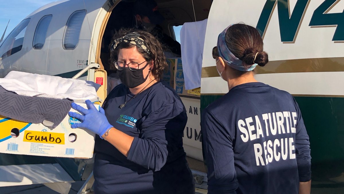 GumboLimboNC's tweet image. Did you know that when temperatures drop along the east coast of the US, the cold weather can actually stun sea turtles? Fortunately, they can be rehabilitated! Along with @turtles_fly2 @MyFWC @newenglandaquar &amp;amp; @NOAA, we were able to help! Learn more at gumbolimbo.org/cold-stunned-s…