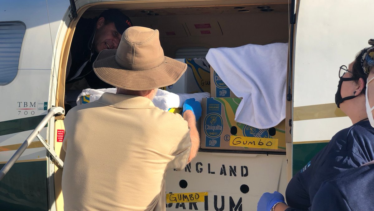 GumboLimboNC's tweet image. Did you know that when temperatures drop along the east coast of the US, the cold weather can actually stun sea turtles? Fortunately, they can be rehabilitated! Along with @turtles_fly2 @MyFWC @newenglandaquar &amp;amp; @NOAA, we were able to help! Learn more at gumbolimbo.org/cold-stunned-s…