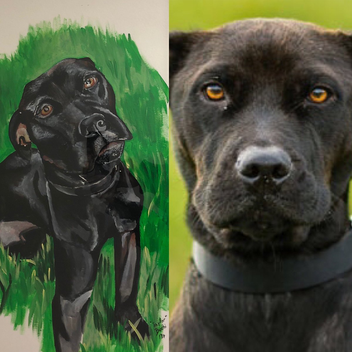 Check out these amazing portraits created by Buddy, a graduate of our #PrisonProgram. Each of these dogs - Bronco, Layla, Cash, and Taylor - were trained at S.C.I. Graterford in 2013-2014 and were instrumental in our mission to #RescueDogs and #ReduceRecidivism. Thank you Buddy!
