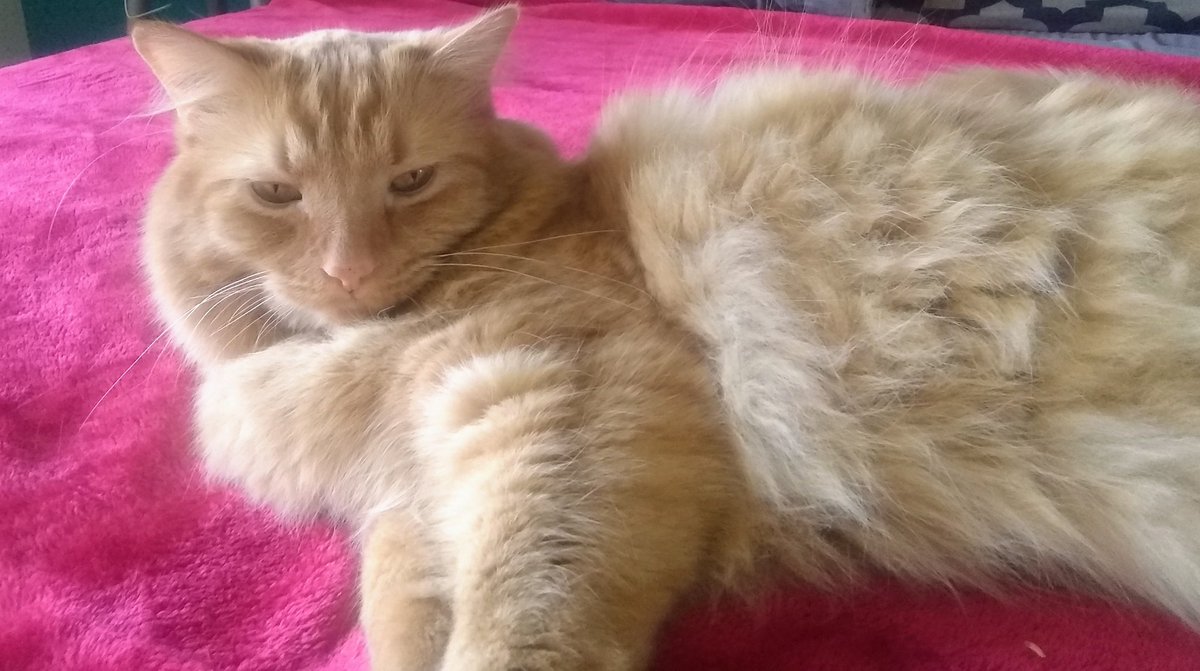jen_laprees's tweet photo. Yes. He is judging you. https://t.co/Ir0x9iVJxh