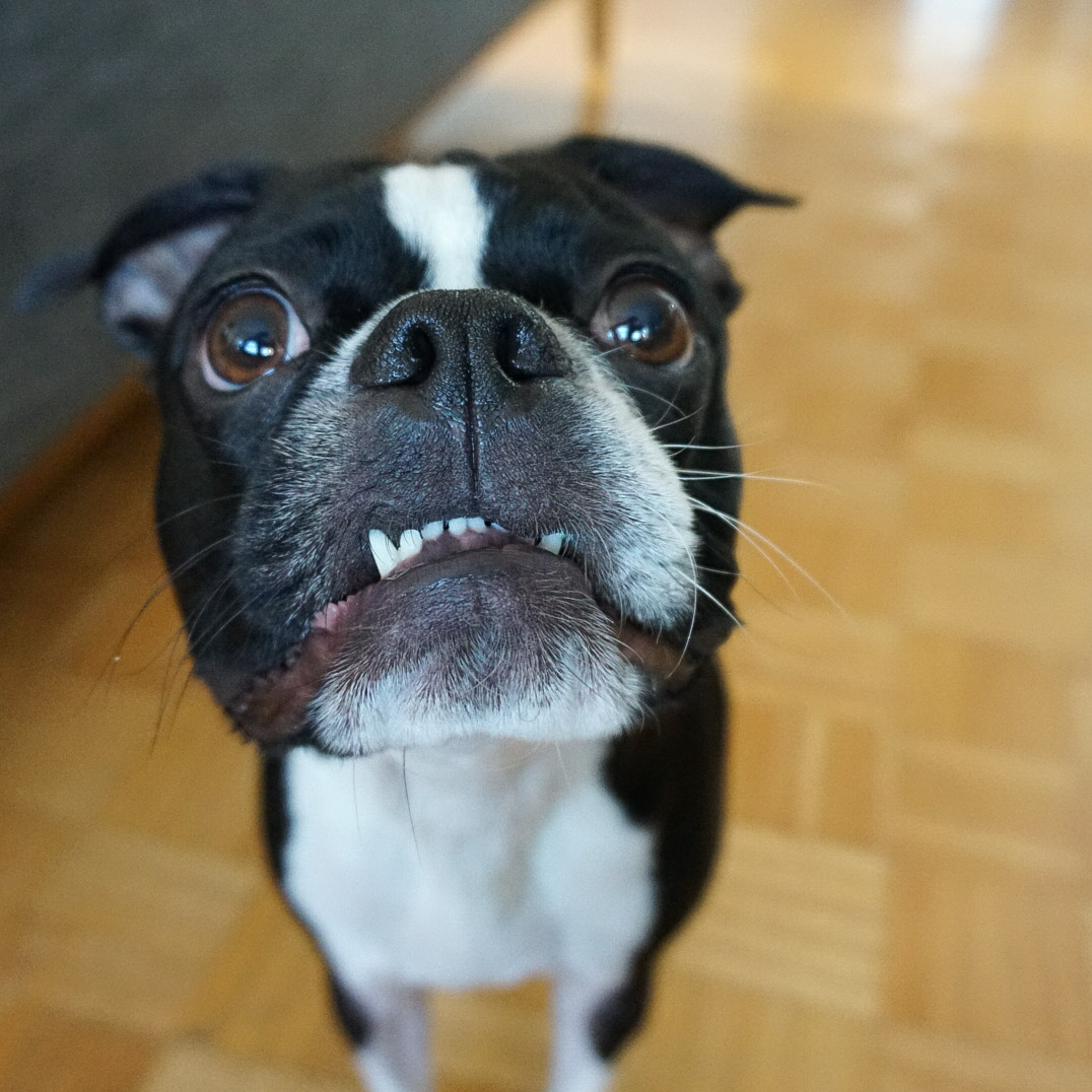 GarytheGremlin's tweet photo. "Dis iz a lotta #teefs fur #teefouttuesday." - Gary the 😁 Gremlin 

#teefouttuesday #teefs #teefies #OfficiallyTeef #Teefoutfeatures 

#garythegremlin #gremlindog #gremlinface #bostonterrier #bostonterrierlife #lifeisbetterwithadog #bostonsterriersofinstagram #do https://t.co/JOGDQAoq7F