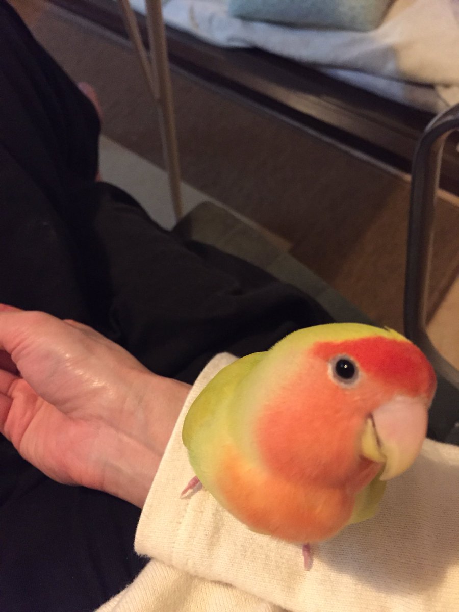 コザクラインコのピヨちゃん見つかりました Piyochangomen Twitter