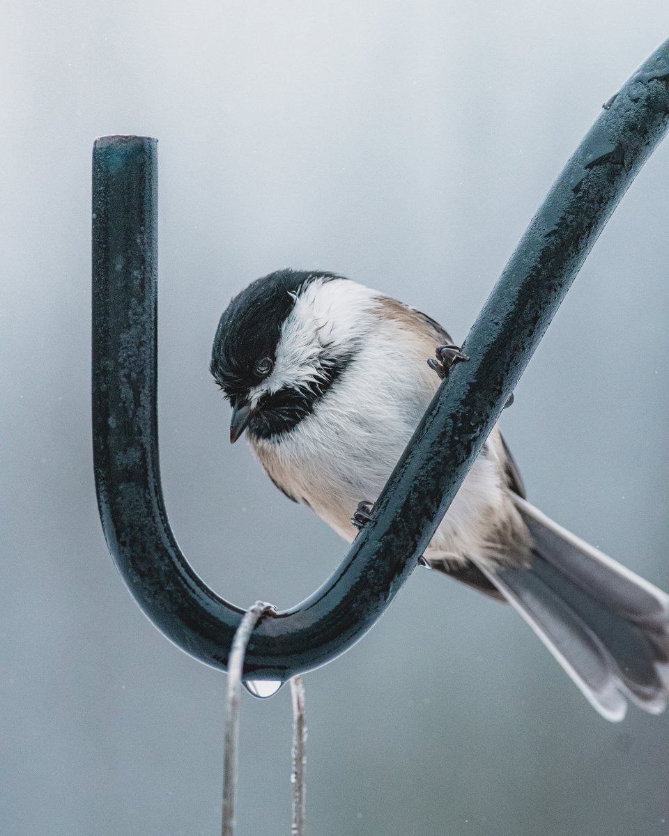 ryan8264's tweet photo. Black-capped chickadee (left) and Red-breasted nuthatch (right) 🐦 #birding #birdwatching #birdphotography https://t.co/Wmb9XvYPHH