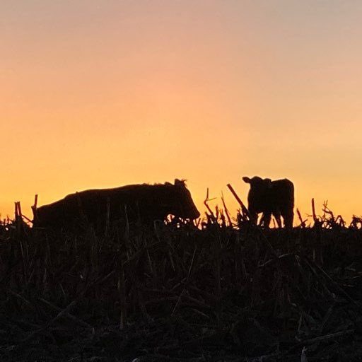 I’ve noticed that the best stories and pic on Twitter all involve #cows.  Am I right or am I right! <a href="/mbacowboy/">Brett Crosby</a> <a href="/texan40/">Theo Rieckhoff</a> <a href="/cobercow/">Cobercow Hay and Cattle</a> @MissouriMutt <a href="/osagecattle/">Osage Cattle</a> <a href="/EnriquePerezAl6/">Enrique Perez Alcocer</a>