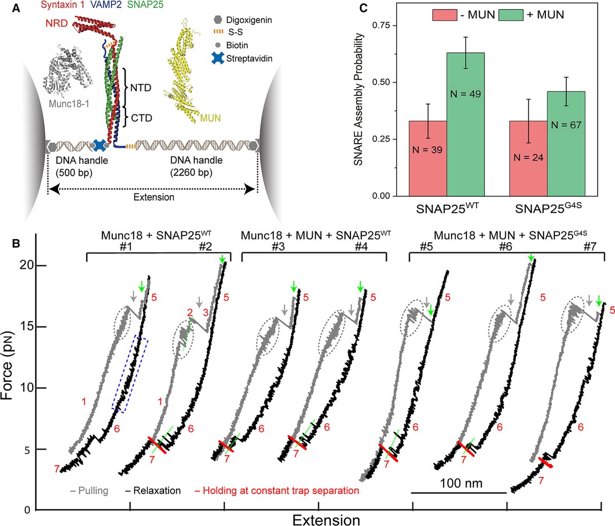 FEBS_Letters's tweet photo. #Munc13 binds and recruits #SNAP25 to chaperone SNARE complex assembly โข Study by Shyam Krishnakumar, #JamesRothman, & colleagues @YaleCellBio @LP_ENS_ @ucl โhttps://t.co/OKHJcSPf4d #synapticvesicles #vesicles #neurons #neurotransmission #neuroscience #syntaxin #exocytosis https://t.co/reMkb6Syei