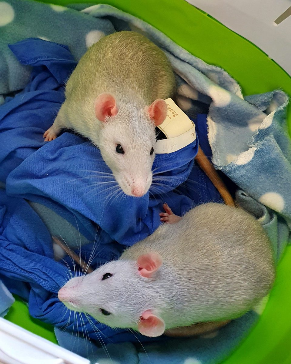 Just look those handsome faces! 
Gilbert &amp; Miller ❤