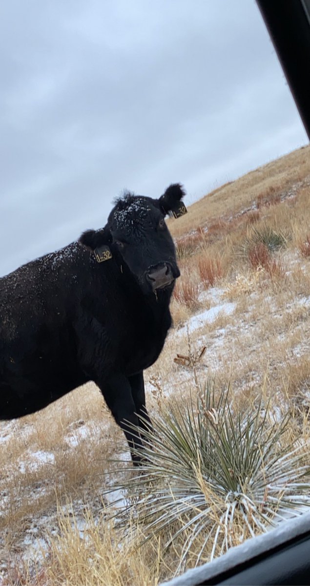 thecirclelranch's tweet photo. #GoodMorningWorld #beefcountry https://t.co/E5LX3DUe6h