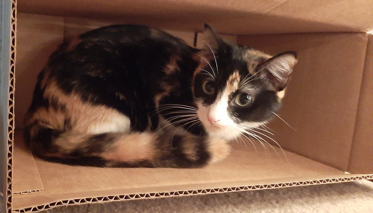 0613krm's tweet photo. Cats in a box, coming soon to an Amazon near you
#sushithecat #lokithecat #CatsOfTwitter https://t.co/K3zvMfbBi6