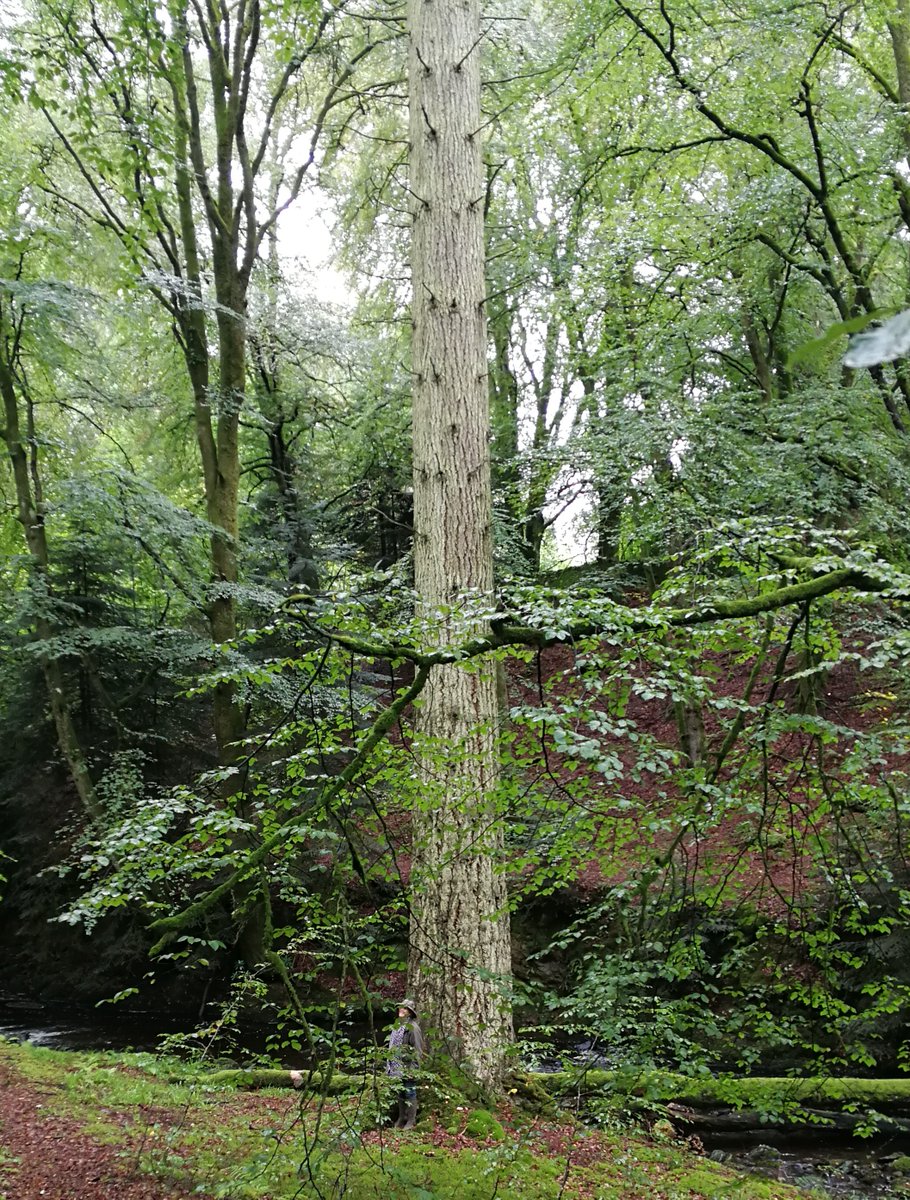 A Douglas fir from last year's South Scotland <a href="/TheICF/">Institute of Chartered Foresters</a> visit to Glenlee. Not sure how tall but certainly 50m+. It's got a nice sheltered spot so hopefully will stand for many years to come. A fabulous tree. #thicktrunktuesday