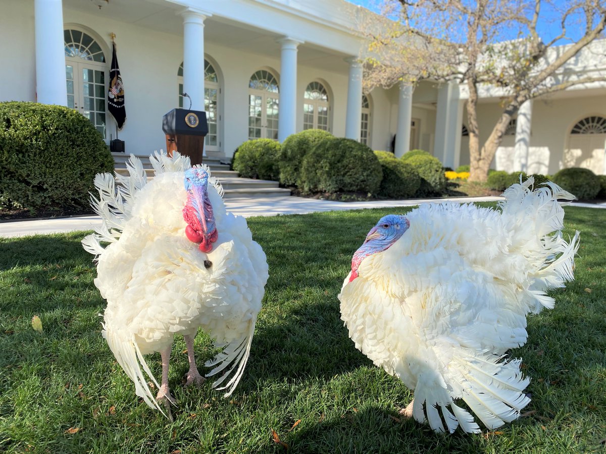 Two turtle doves? On our second day of #12DaysofTurkey, we've got something better in mind: two Very Important Turkeys - the National Thanksgiving Turkey and alternate! NTF has presented a turkey at the White House at Thanksgiving since 1947.