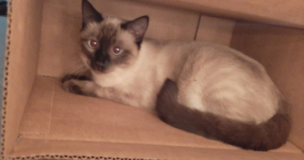 0613krm's tweet photo. Cats in a box, coming soon to an Amazon near you
#sushithecat #lokithecat #CatsOfTwitter https://t.co/K3zvMfbBi6
