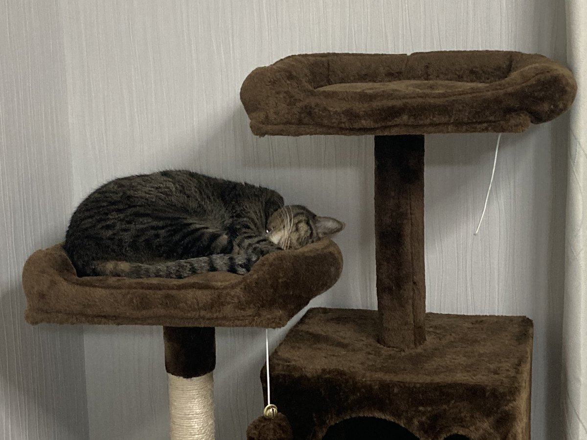 flutecello2cats's tweet photo. フルートは定位置で爆睡
#猫 #フルート #定位置 #爆睡 https://t.co/QP2ppfEIf0