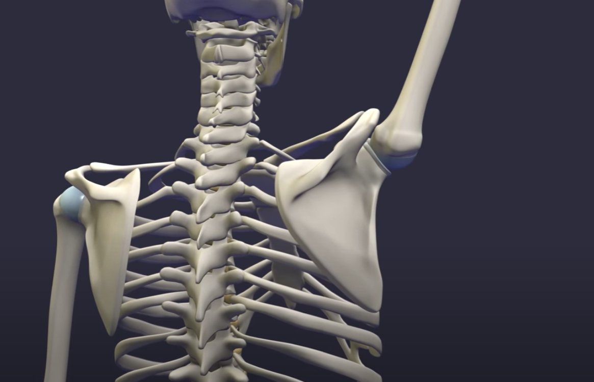 まじかる しげぽん Vroid 鎖骨ボーンを首と肩の間にしてる人は肩甲骨の支点をイメージしてると思うのですが 肩甲骨は背骨の上をスライドします そのため 肩甲骨の位置を鎖骨の支点にしてしまうと肩甲骨のスライド分肩全体が上がらなくなります