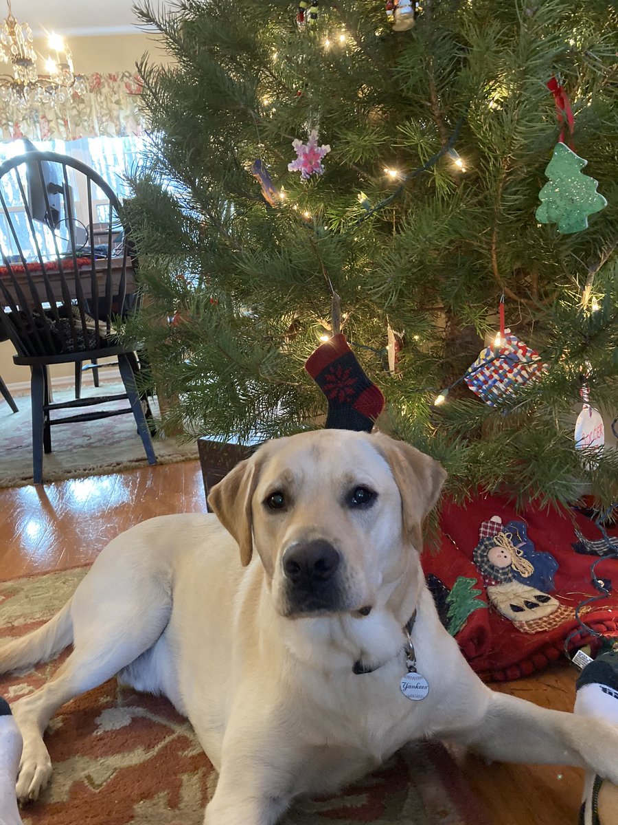 What a difference a year makes.  Same Eddie Bauer ornament!  <a href="/eddiebauer/">Eddie Bauer</a>   Ben is still available for a photo shoot!!  <a href="/camryn_rogers5/">Oscar</a> <a href="/bryan_rogers17/">Bryan</a> <a href="/StevensAD_RR/">Russ Rogers</a>