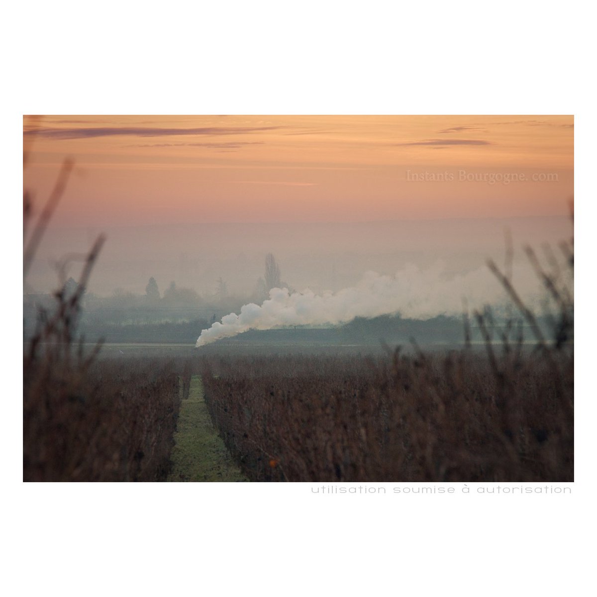 InstantsB's tweet photo. [Photo] Hier matin, du côté de Vosne-Romanée... 
#photo  #Bourgogne 
> Voir sur le site : https://t.co/p8rLEKYm8q https://t.co/qfEM5IFX64