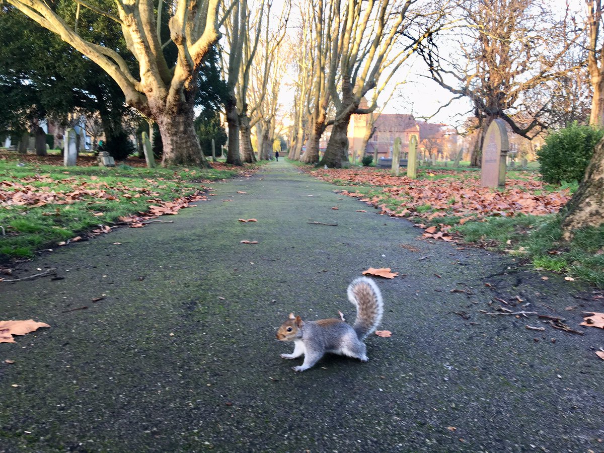 MarkCapra's tweet photo. Feeling like #aceventura π
#squirrel πΏ #winterwalk #studyprocrastination π https://t.co/JLmsOTXjoz
