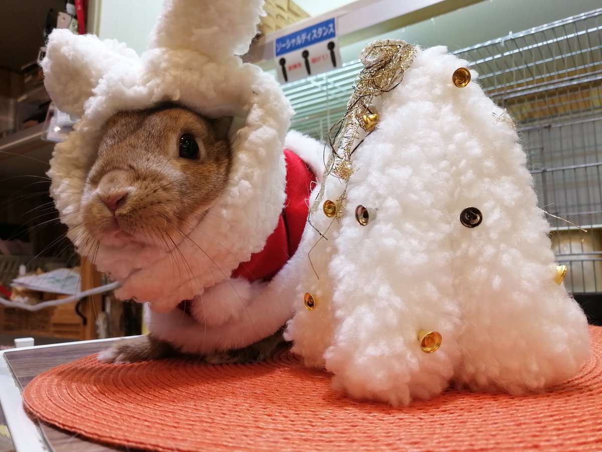 wats_house's tweet photo. ワトサンタがやってくる♪ https://t.co/S0BaPOtfqC