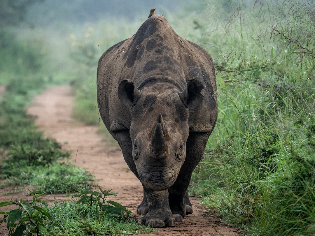 African Parks tweet media