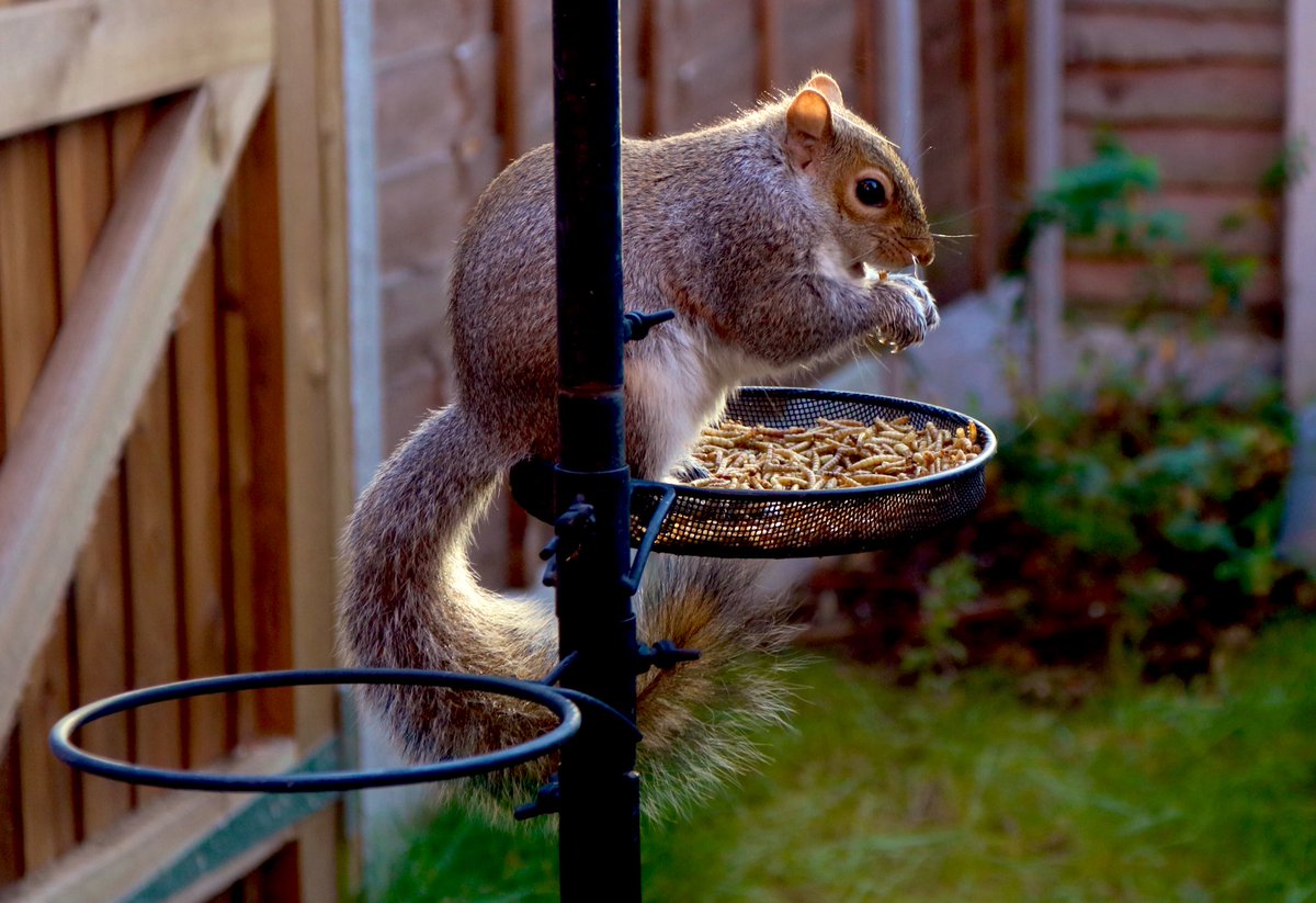 NHSSimon's tweet photo. Working from home is a bit boring at times but I still enjoy the odd furry visitor. Hoping to domesticate him and have as a minion. Will keep you all updated. #squirrel https://t.co/sjlktgYE5Z