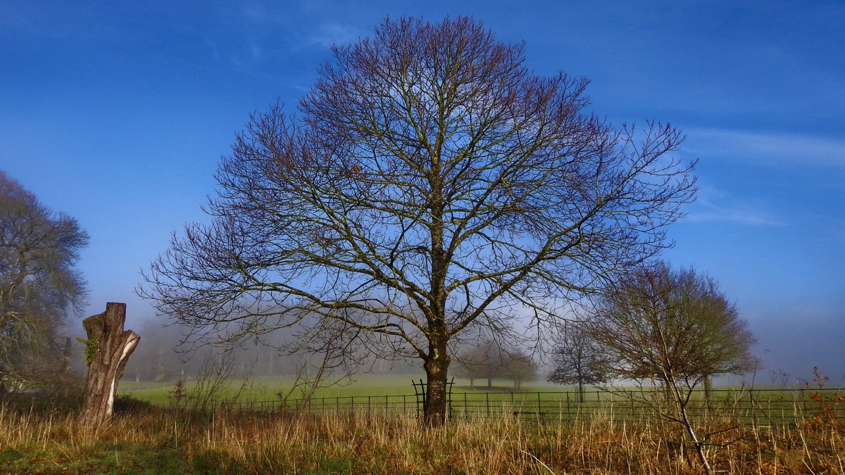 AledHall's tweet photo. Prynhawn hyfryd canol mis Rhagfyr.....maeddwch chi byth digon o ffresh air👍🏼😃
#bywynywlad #awyriach

Glorious mid December afternoon.....you can’t beat a bit of fresh air👍🏼😃
@StormHour @ThePhotoHour @StormHourAdele 
@ItsYourWales 🏴󠁧󠁢󠁷󠁬󠁳󠁿❤️
#LockdownOnTheFarm
#countryliving https://t.co/nSLC7v77Zp