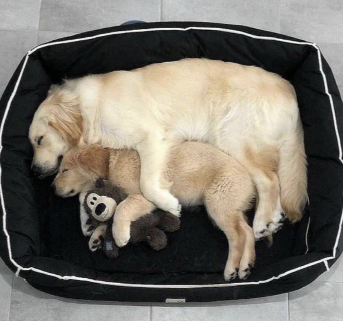 BrightSideOfTW's tweet photo. Your daily dose of serotonin. https://t.co/PLKRdpe66s